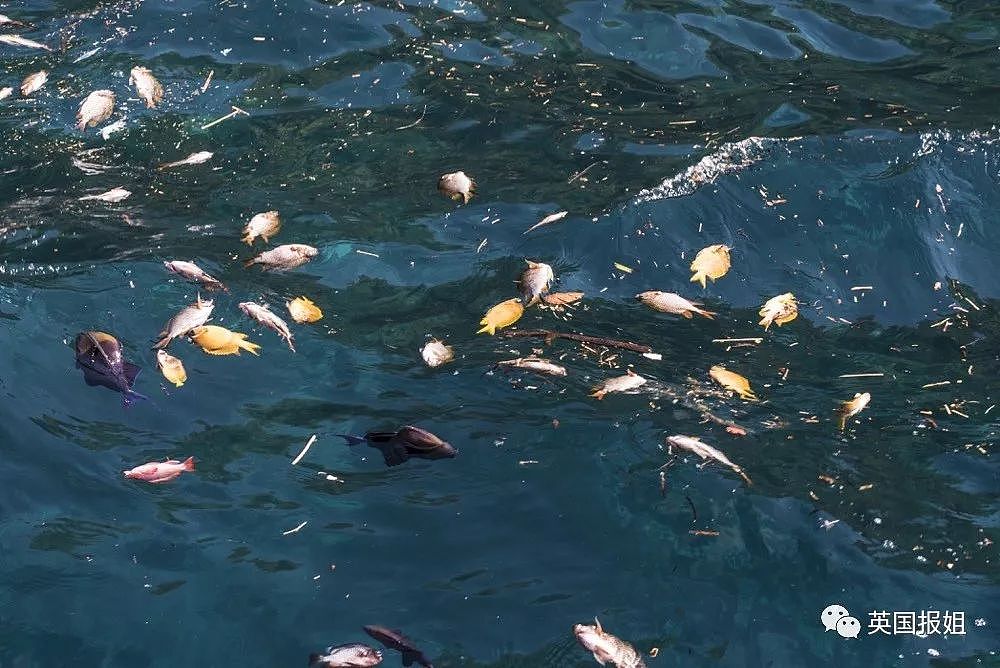 中国游客去马来潜水被炸死！当地渔民竟在水下放炸弹…（组图） - 12