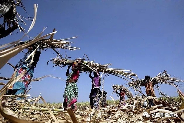 印度成千上百年轻女性，为保住一份微薄工资，选择切除子宫...（组图） - 8