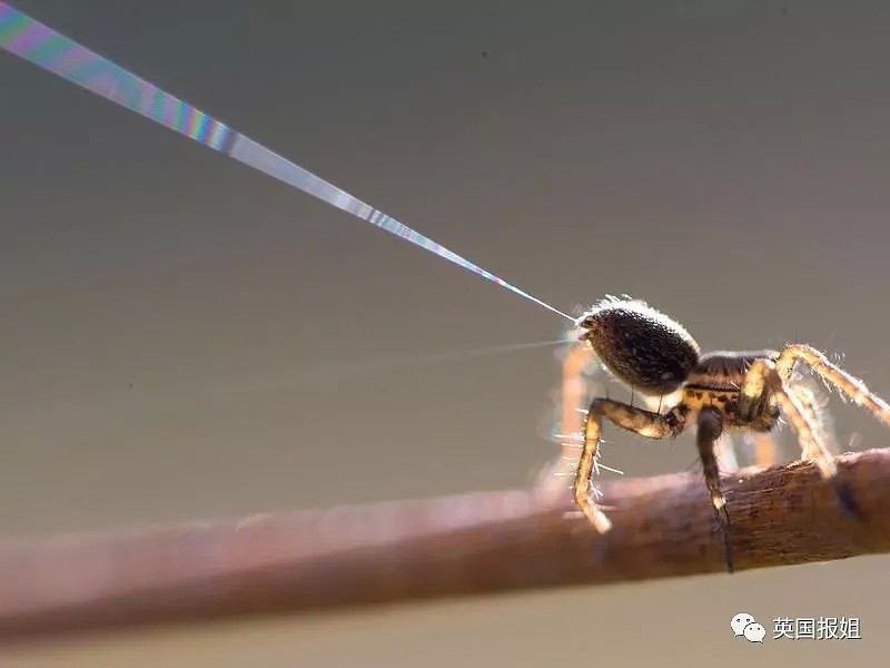 澳大利亚下雪了？不，这是在下蜘蛛…（组图） - 24