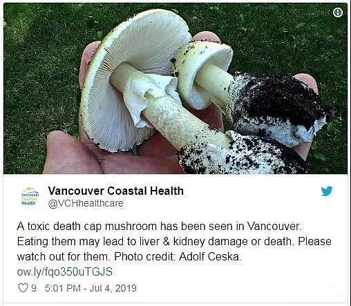 卫生局警告：致命死亡蘑菇在温哥华迅速蔓延！长得像华人爱吃的草菇...（组图） - 1