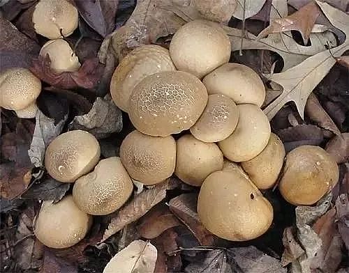 卫生局警告：致命死亡蘑菇在温哥华迅速蔓延！长得像华人爱吃的草菇...（组图） - 3