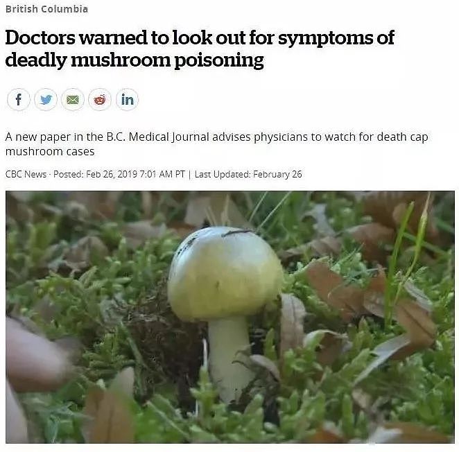 卫生局警告：致命死亡蘑菇在温哥华迅速蔓延！长得像华人爱吃的草菇...（组图） - 5