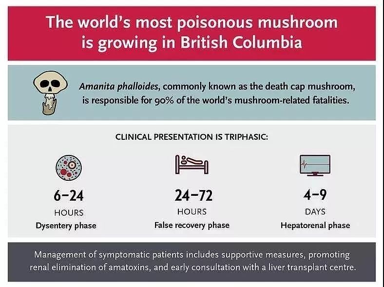 卫生局警告：致命死亡蘑菇在温哥华迅速蔓延！长得像华人爱吃的草菇...（组图） - 6