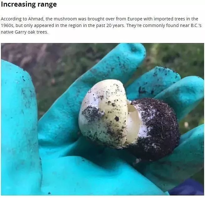 卫生局警告：致命死亡蘑菇在温哥华迅速蔓延！长得像华人爱吃的草菇...（组图） - 7