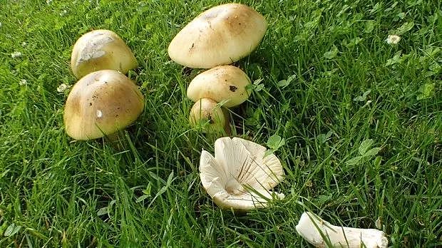 卫生局警告：致命死亡蘑菇在温哥华迅速蔓延！长得像华人爱吃的草菇...（组图） - 10