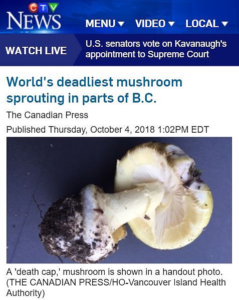 卫生局警告：致命死亡蘑菇在温哥华迅速蔓延！长得像华人爱吃的草菇...（组图） - 11