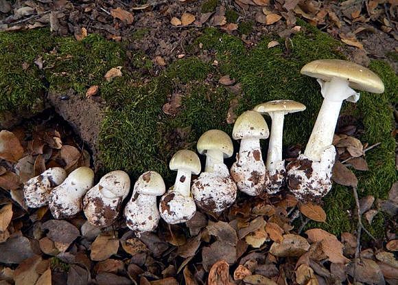 卫生局警告：致命死亡蘑菇在温哥华迅速蔓延！长得像华人爱吃的草菇...（组图） - 13