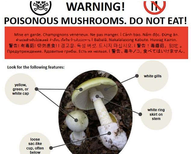 卫生局警告：致命死亡蘑菇在温哥华迅速蔓延！长得像华人爱吃的草菇...（组图） - 14
