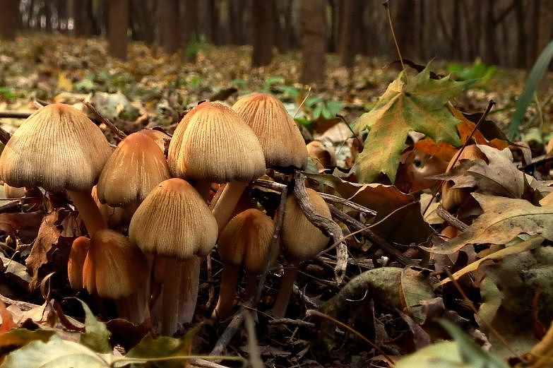 卫生局警告：致命死亡蘑菇在温哥华迅速蔓延！长得像华人爱吃的草菇...（组图） - 16