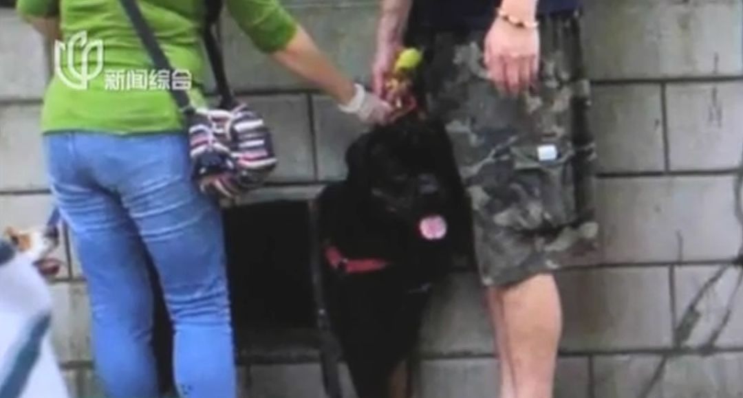 日本人遭中国大型犬撕咬 受伤女：不是狗的问题（视频/组图） - 7