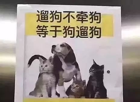 日本人遭中国大型犬撕咬 受伤女：不是狗的问题（视频/组图） - 36