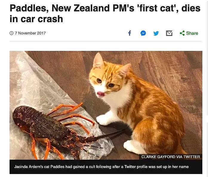 “总理的猫，是我杀的！”新西兰男子大胆讲述前因后果，让人泪目…（组图） - 2