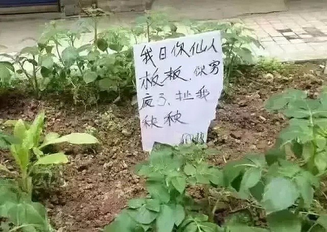 华人区公众菜园被洗劫一空，中文警告亮了！（组图） - 6
