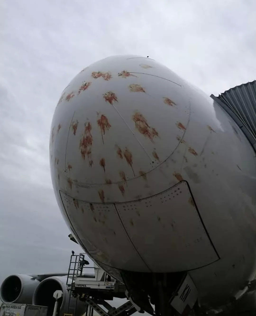 新航飞机撞上鸟群，场面血腥，惨不忍睹！（视频/组图） - 2