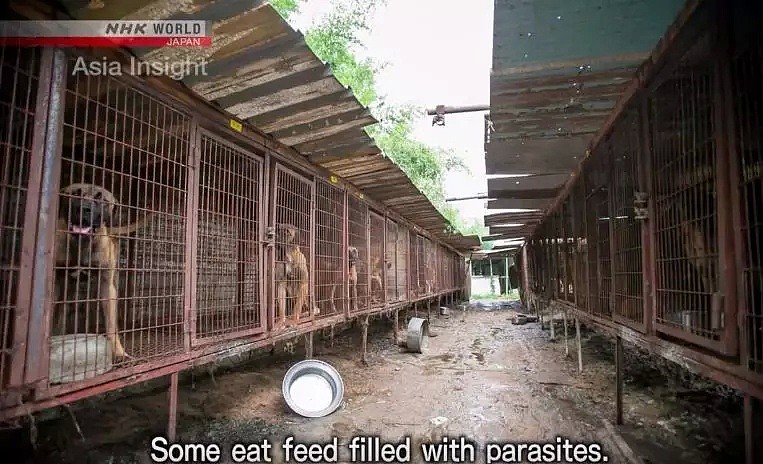 韩国人强烈抗议吃狗肉，马路对面狗贩子啃着狗肉对峙...（组图） - 34