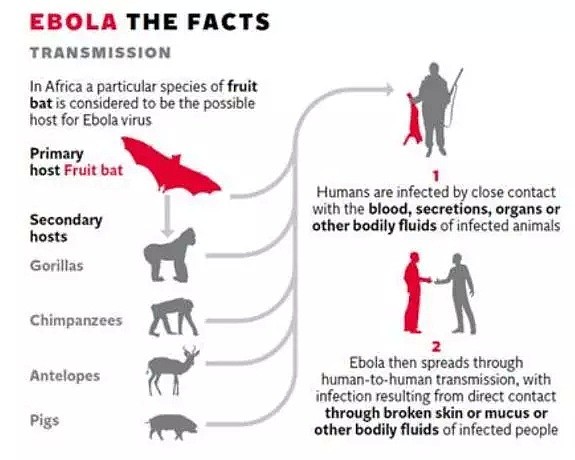 WHO发警告 埃博拉病毒再次来袭 恐扩散全球 已有1600人死亡！（组图） - 6