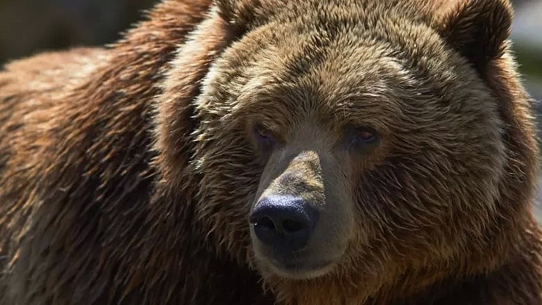 恐怖！游客夫妇在加拿大遭500斤巨熊袭击 人熊混战一整夜 最后竟...（组图） - 3