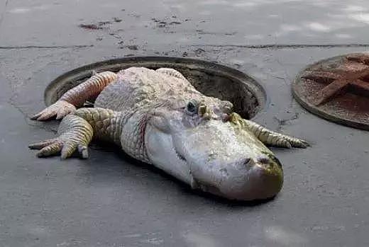 在纽约街头凝视下水道，真的会有鳄鱼和你对视吗？