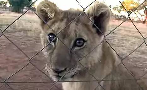 她跑去非洲养狮子，却成了她一生的噩梦，现实版狮子王，比电影残酷一万倍（组图） - 12