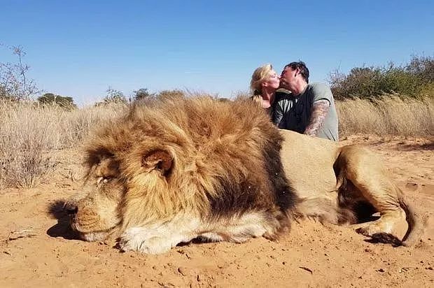 她跑去非洲养狮子，却成了她一生的噩梦，现实版狮子王，比电影残酷一万倍（组图） - 26