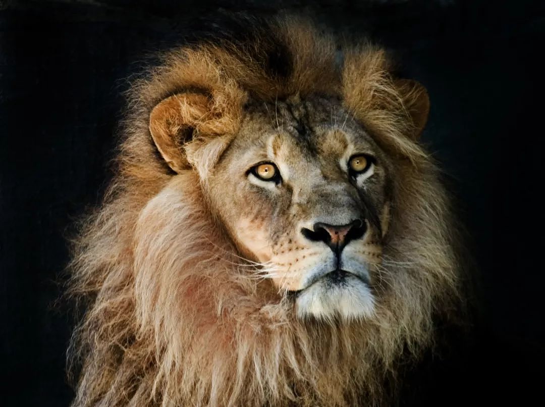 她跑去非洲养狮子，却成了她一生的噩梦，现实版狮子王，比电影残酷一万倍（组图） - 36