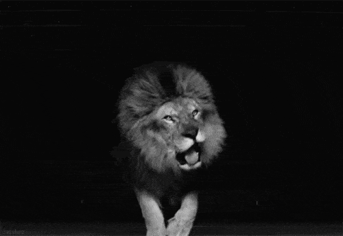 她跑去非洲养狮子，却成了她一生的噩梦，现实版狮子王，比电影残酷一万倍（组图） - 37