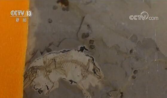 重大突破！中国发现最早有完整舌骨的原始哺乳动物化石（组图） - 1