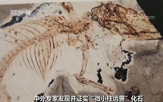 重大突破！中国发现最早有完整舌骨的原始哺乳动物化石（组图） - 2