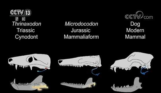 重大突破！中国发现最早有完整舌骨的原始哺乳动物化石（组图） - 5