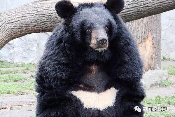 黑熊母子觅食找到了一整桶的饲料。吃是吃爽了，然而悲剧了