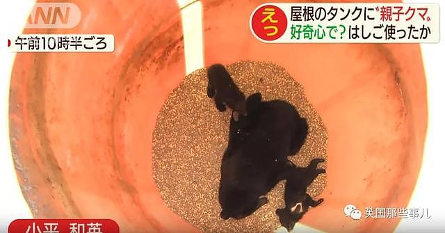 黑熊母子觅食找到了一整桶的饲料。吃是吃爽了，然而悲剧了