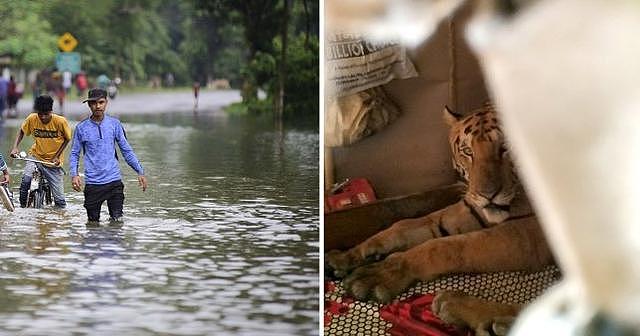 印度爆发大洪水，老虎趁机逃出公园躲居民床上呼呼大睡