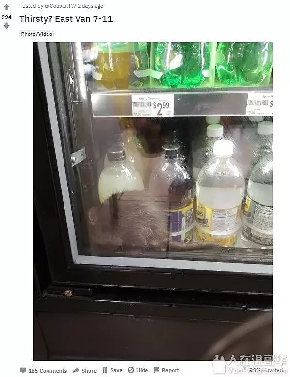 小心！爆料温哥华711便利店冰柜里有老鼠！你的可乐被老鼠亲过（组图） - 3