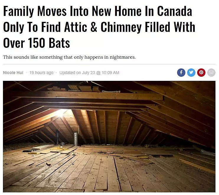 加拿大夫妻搬新家，结果发现家里住着150只野生动物...（组图） - 1