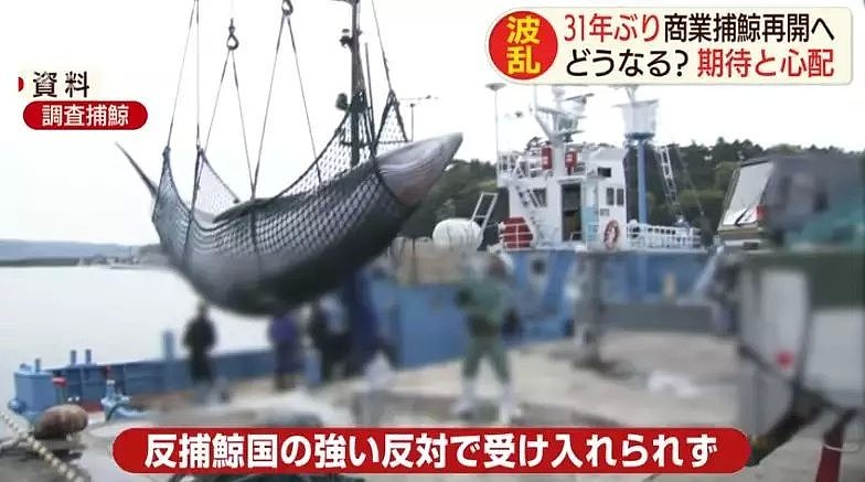 为了培养民族自豪感，日本小学组织集体观看宰杀鲸鱼，写观后感后还要亲自品尝！（组图） - 1