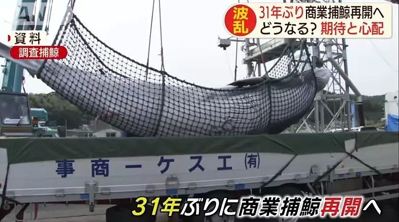 为了培养民族自豪感，日本小学组织集体观看宰杀鲸鱼，写观后感后还要亲自品尝！（组图） - 2