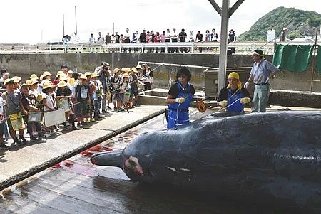 为了培养民族自豪感，日本小学组织集体观看宰杀鲸鱼，写观后感后还要亲自品尝！（组图） - 3