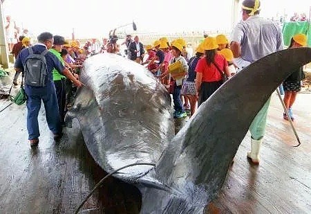 为了培养民族自豪感，日本小学组织集体观看宰杀鲸鱼，写观后感后还要亲自品尝！（组图） - 4