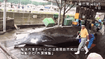 为了培养民族自豪感，日本小学组织集体观看宰杀鲸鱼，写观后感后还要亲自品尝！（组图） - 8