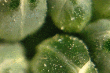 显微镜下的食物世界：这草莓让人下不去嘴（组图） - 12