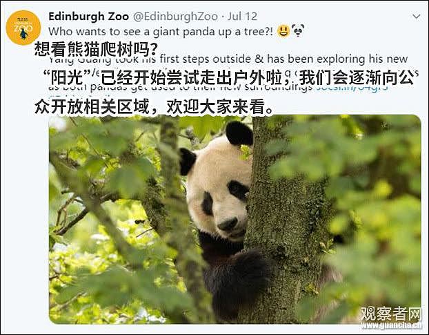 旅英大熊猫爬围栏遭电击 动物园被批：太残忍了（视频/组图） - 2