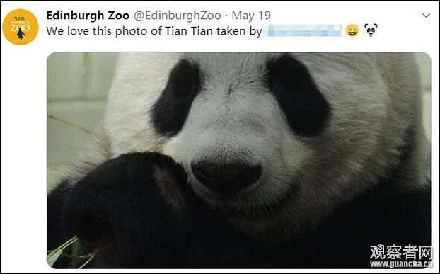 旅英大熊猫爬围栏遭电击 动物园被批：太残忍了（视频/组图） - 3
