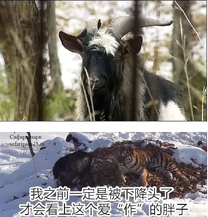 震惊世界的“虎羊恋”宣告分手：只因羊长胖了40斤！（组图） - 9