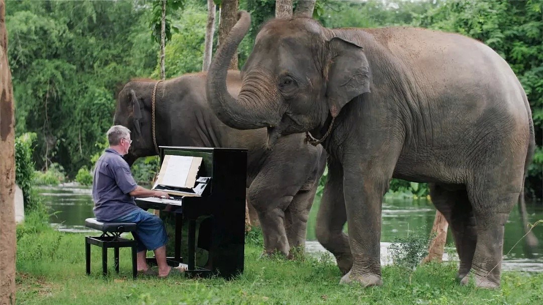 他是为大象弹琴的音乐家，在泰国替人类赎罪的8年...（视频/组图） - 1