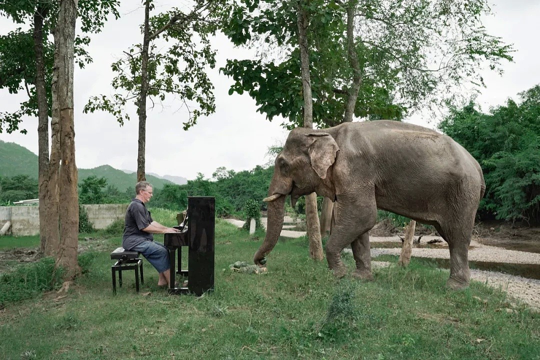 他是为大象弹琴的音乐家，在泰国替人类赎罪的8年...（视频/组图） - 9