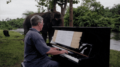 他是为大象弹琴的音乐家，在泰国替人类赎罪的8年...（视频/组图） - 12