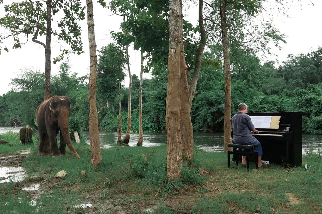 他是为大象弹琴的音乐家，在泰国替人类赎罪的8年...（视频/组图） - 16
