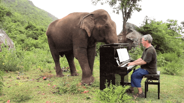 他是为大象弹琴的音乐家，在泰国替人类赎罪的8年...（视频/组图） - 18