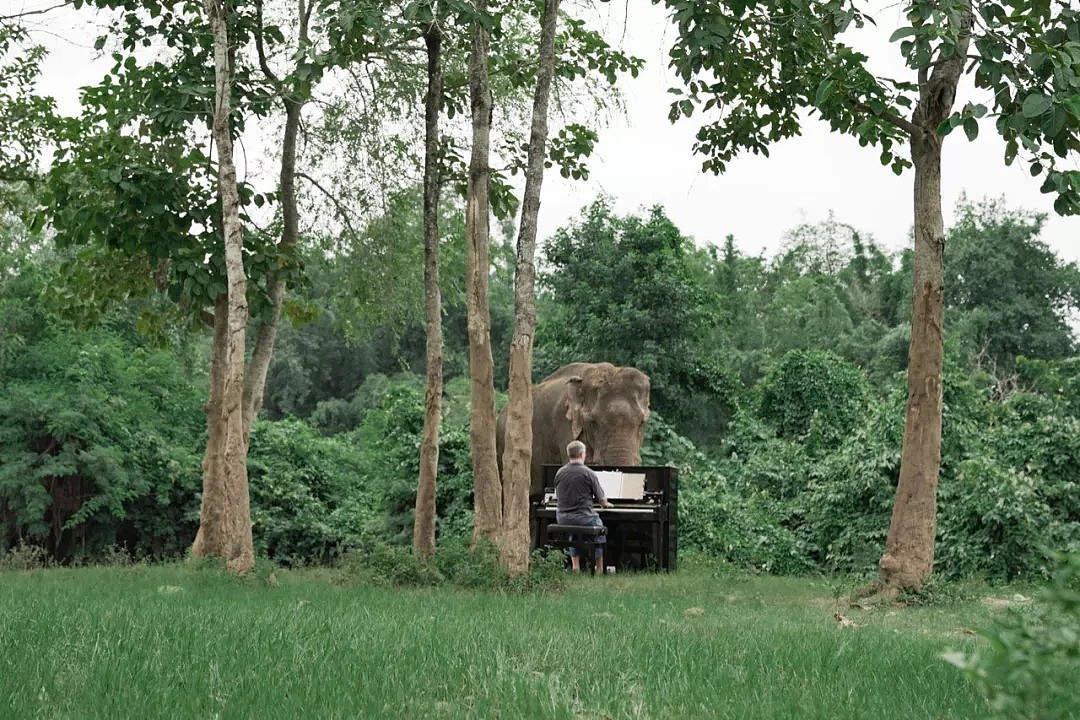 他是为大象弹琴的音乐家，在泰国替人类赎罪的8年...（视频/组图） - 19
