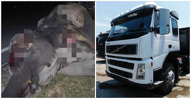 卡车撞死大象！保险杠撞碎3吨重母象当场死亡，司机竟毫发无伤